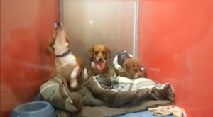 The Beagles! Credit: Southampton Animal Shelter