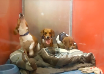The Beagles! Credit: Southampton Animal Shelter