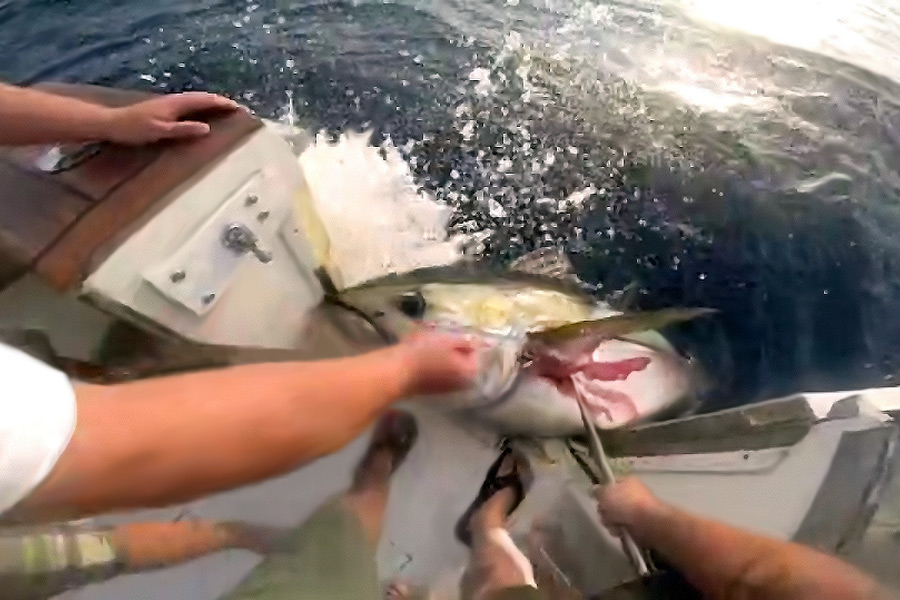 Bigeye catch video still by Steve Fernandez