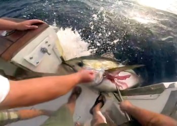 Bigeye catch video still by Steve Fernandez