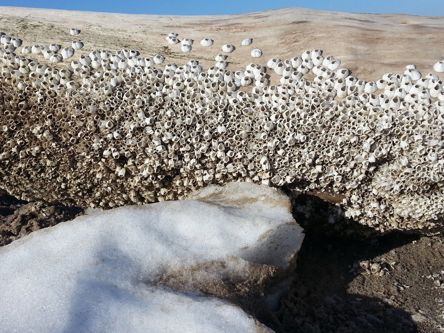 Trudy Ainge Driftwood for March Journals - Southampton Historical Museum