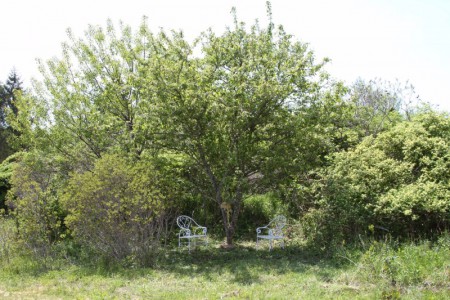 A special tree was planted and dedicated to Elizabeth Haile, the visionary behind this school. Students can sit by the tree to enjoy its beauty or take a book to read in the shade.