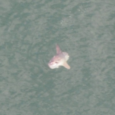 An ocean sunfish, also known as a mola mola, off the shore of Westhampton Beach. 