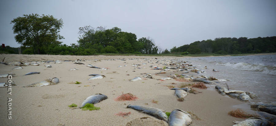 FishKill_Beach