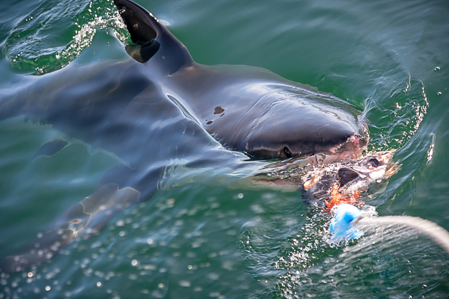 great white shark