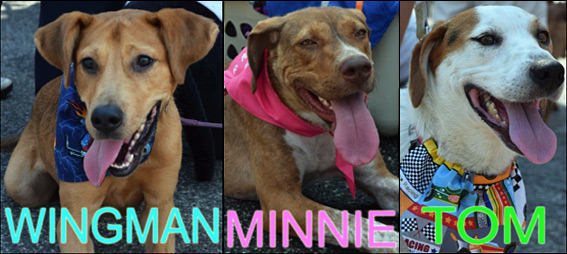 These Last Chance Animal Rescue dogs found homes at the Riverhead Polish Festival