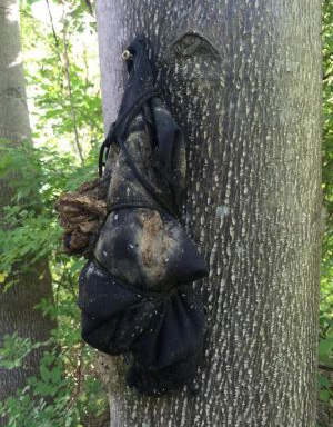 Animal tongue screwed to tree