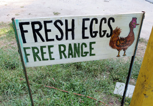Fresh eggs for sale!