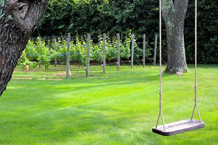 Just one of Scarnato’s backyard vineyards by LIVC