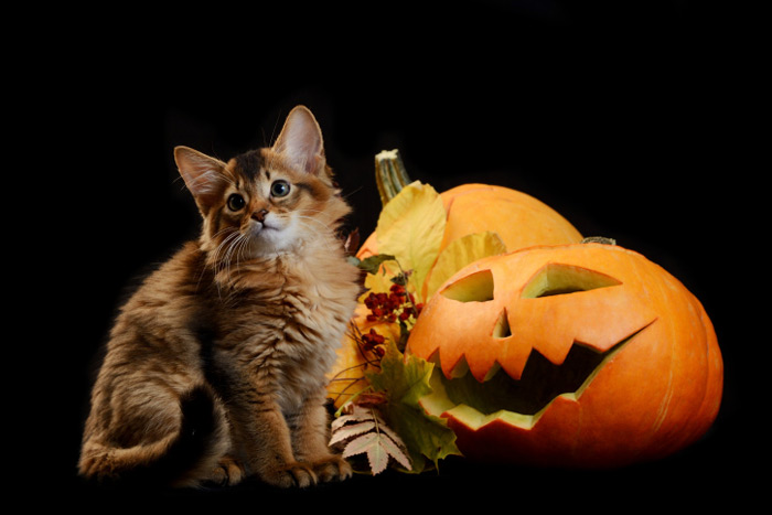 Happy Halloween! Photo: nelik/iStock/Thinkstock