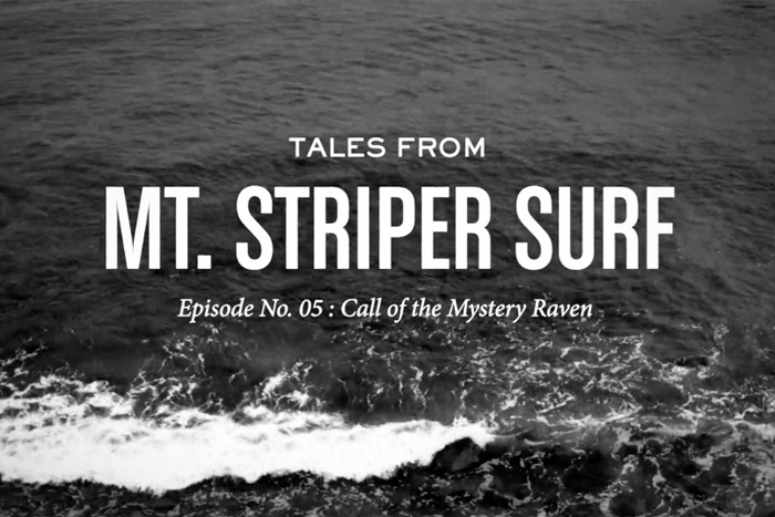 Tales From Mt. Striper Surf: "Call of the Mystery Raven" in Montauk