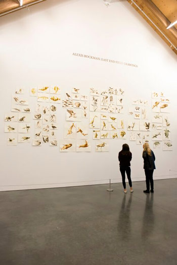 Alexis Rockman's <i>East End Field Drawings</i> on view at Parrish Art Museum.