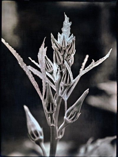 Clemson Spineless Okra
