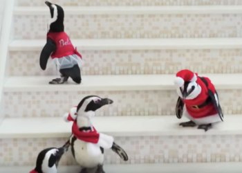 Screen-Shot-2015-12-23-at-4.22