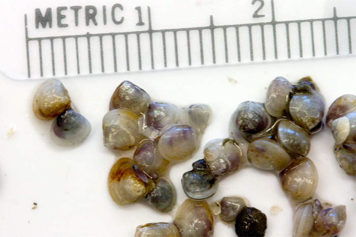 Baby clams found near ShiRP sanctuaries are proof of success