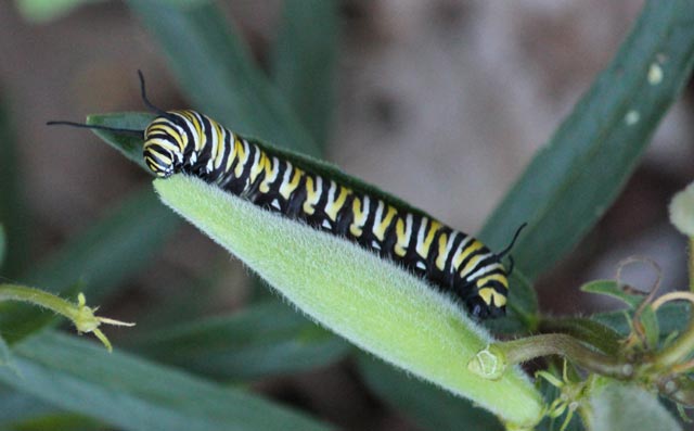 Garden Monarch Caterpillar
