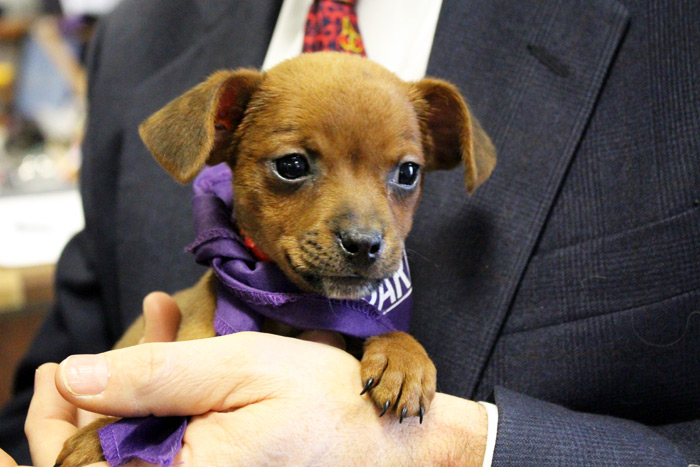 One of the puppies rescued from Puerto Rico at SASF