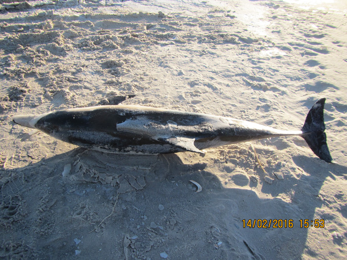 Dolphin washed up in Hampton Bays