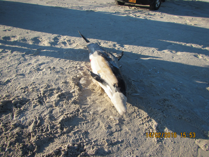 Dolphin washed up in Hampton Bays