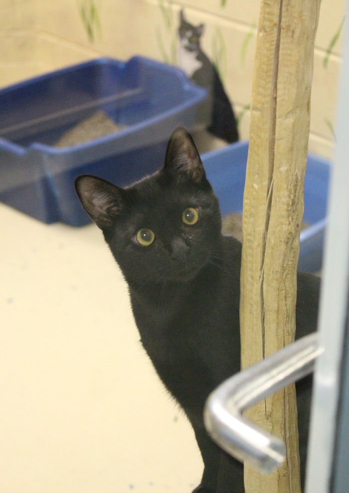 This curious cat is available for adoption at SASF