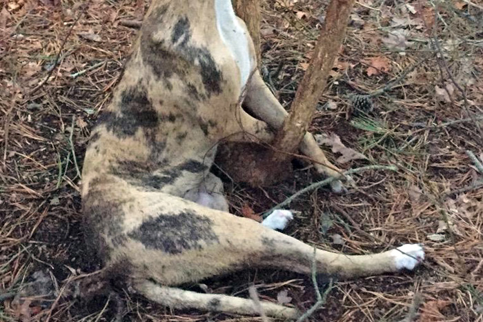 Suffolk SPCA photo of dead pitbull puppy
