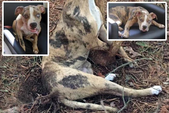 Have you seen this dog? Suffolk SPCA is offering $21,500 to bring her killer to justice