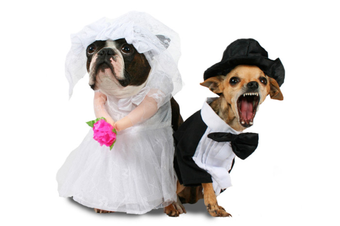 Opposites attract dog wedding