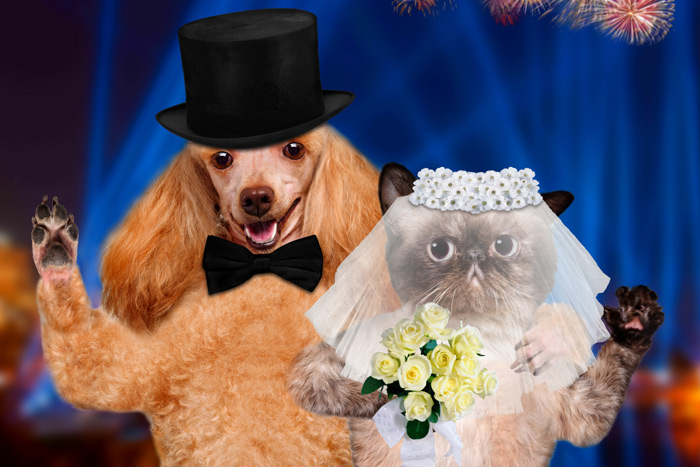 Interspecies pet wedding
