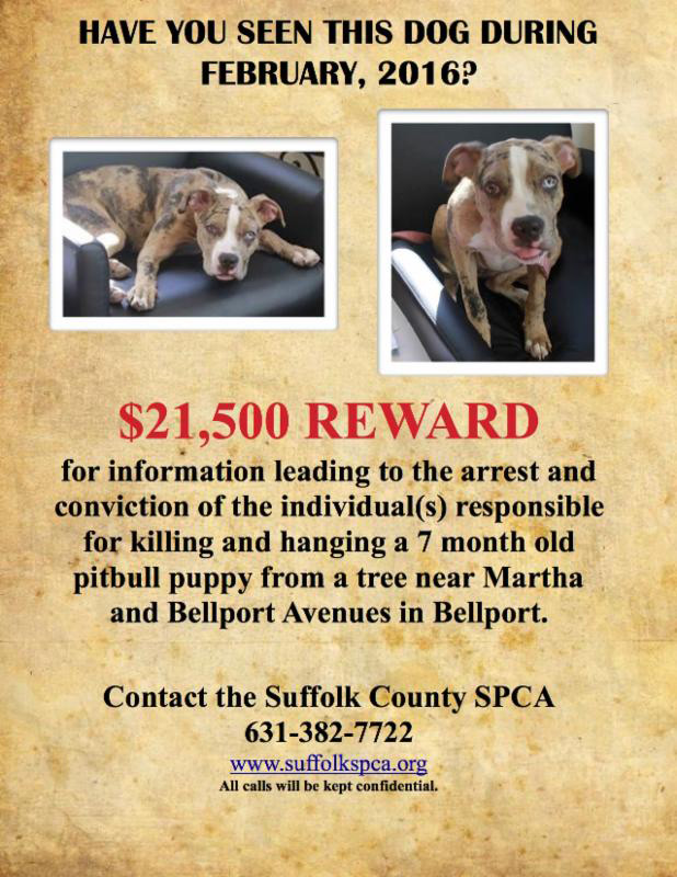 Suffolk SPCA Pitbull Reward Poster