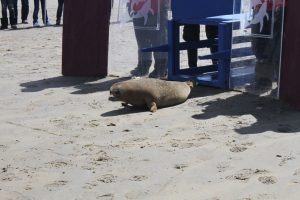 Riverhead Foundation Seal Released