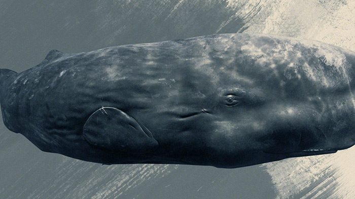 A scene from HIFF Signature Programs film "Sonic Sea"