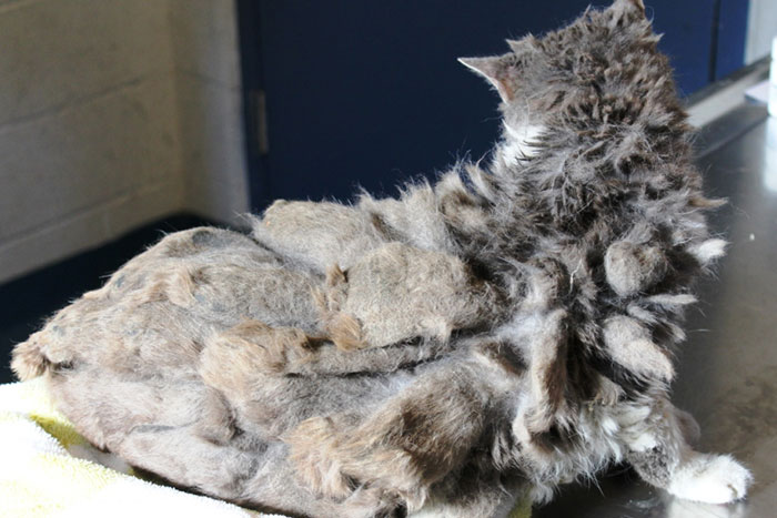 Scarlett had the worst matting SASF has ever seen on a cat