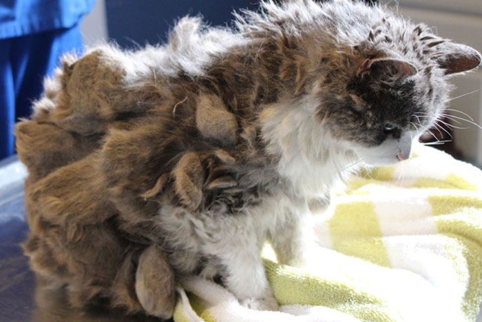 Scarlett had the worst matting SASF has ever seen on a cat