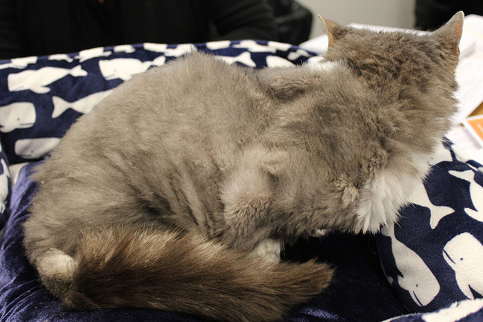 Scarlett after lots of TLC