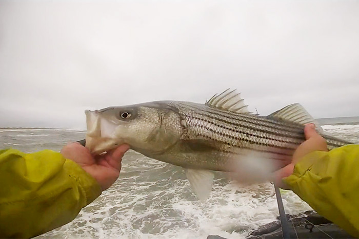 Fall surfcasting bass
