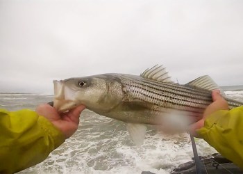 Fall surfcasting bass