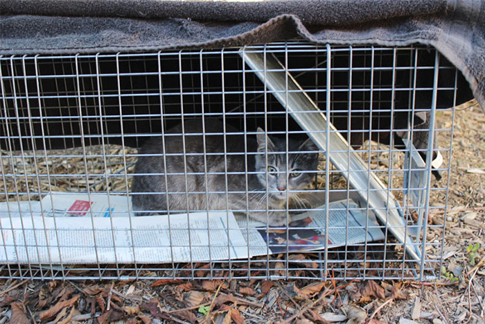 Feral cat in trap