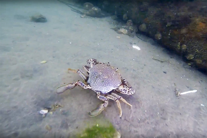 Crab under Ponquogue Bridge