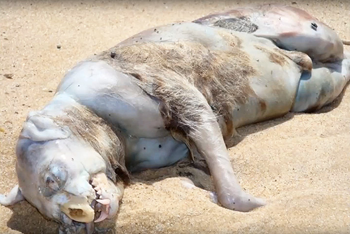 Montauk Monster screengrab