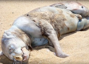 Montauk Monster screengrab