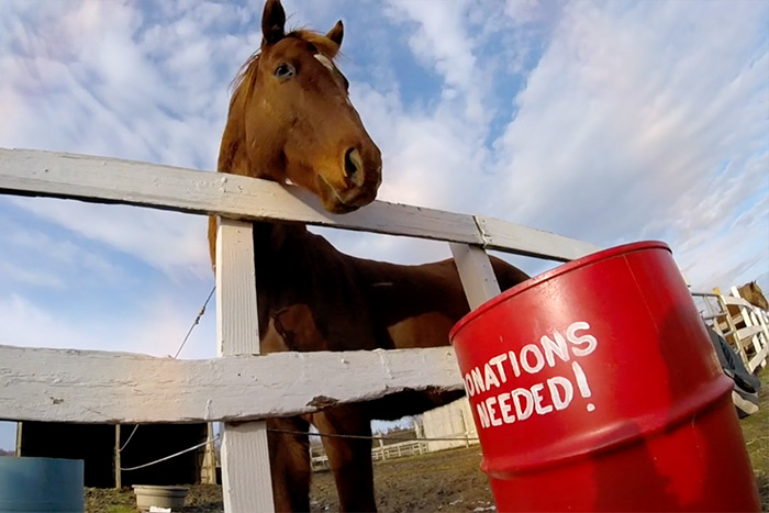 North Shore Horse Rescue