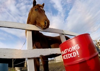 North Shore Horse Rescue