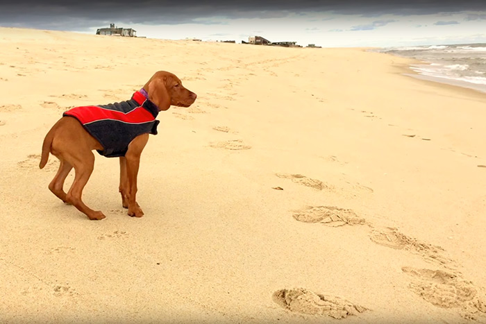 Kaia the vizsla puppy visits the ocean beach for her first time