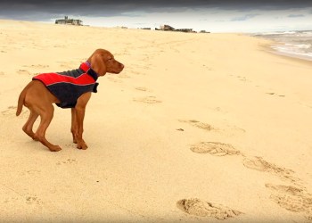 Kaia the vizsla puppy visits the ocean beach for her first time