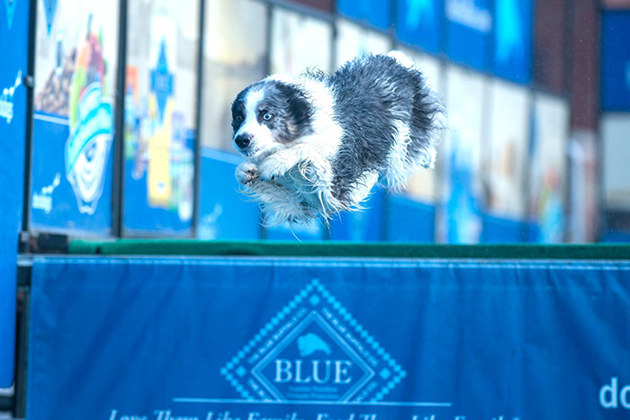 Dock diving dog