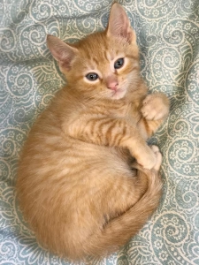 Kitten