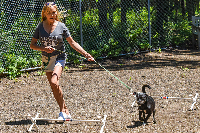 ARF dog training