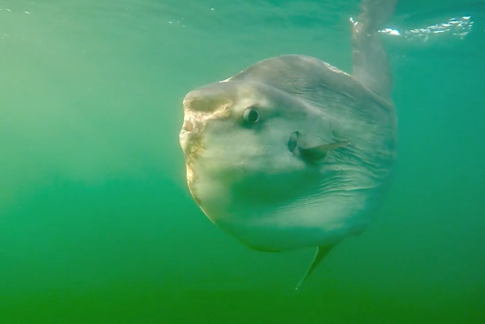 Ocean sunfish