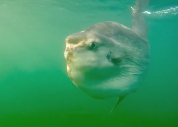 Ocean sunfish