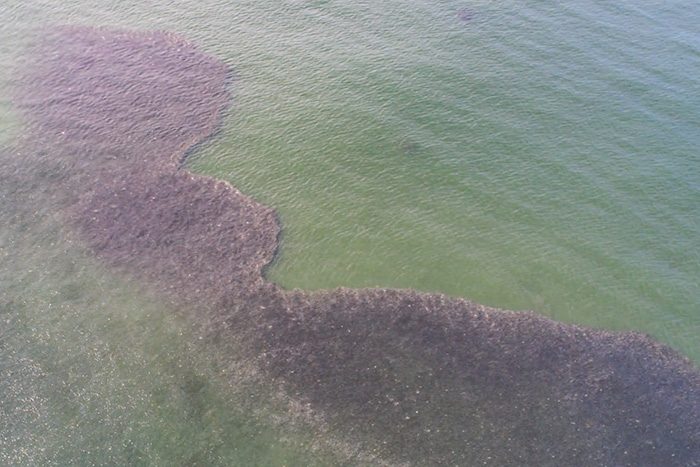 Massive school of bunker off Fire Island